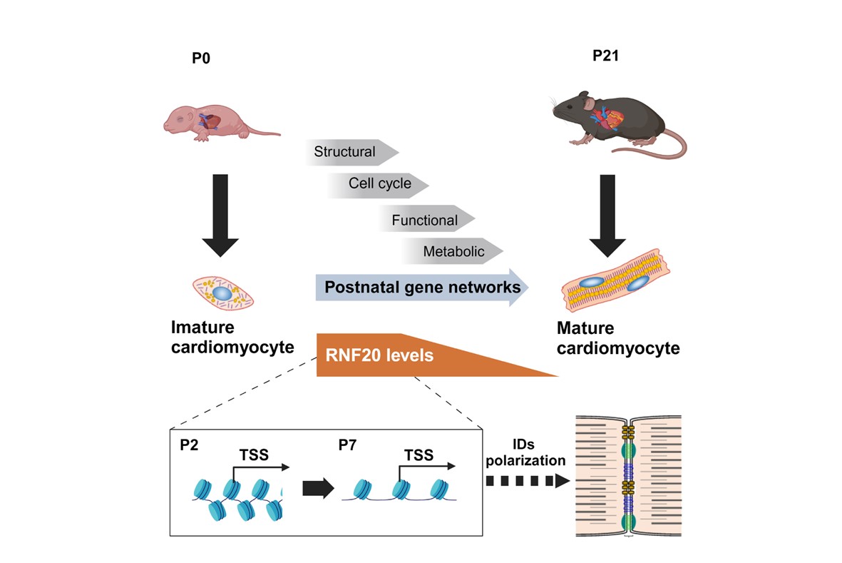 The Heart's Journey of maturation: The Epigenetic Architect Role of RNF20